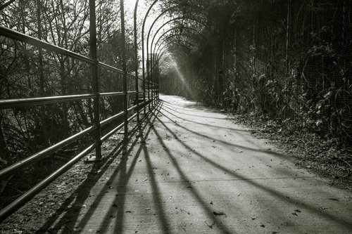 Plant Bridge